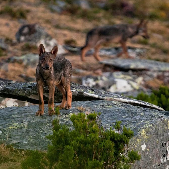 Two Iberian Wolves