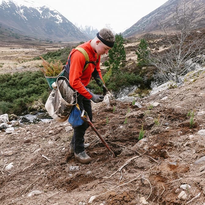 Person planting a tree