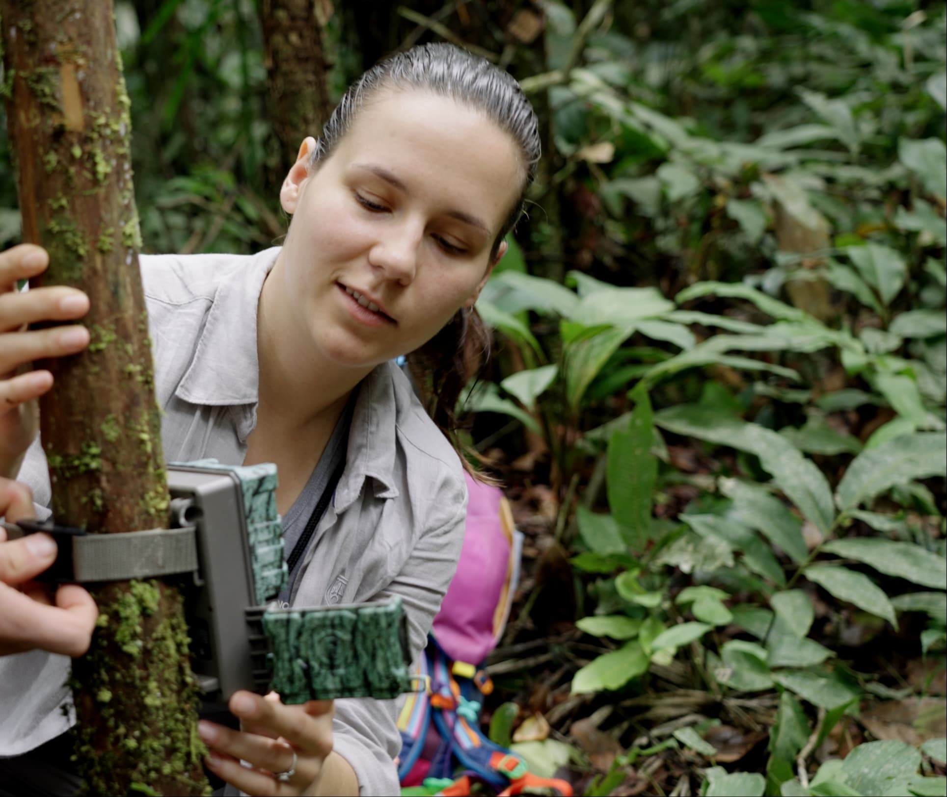 A Mossy Earth biologist fitting a camera trap to a tree in the rainforest
