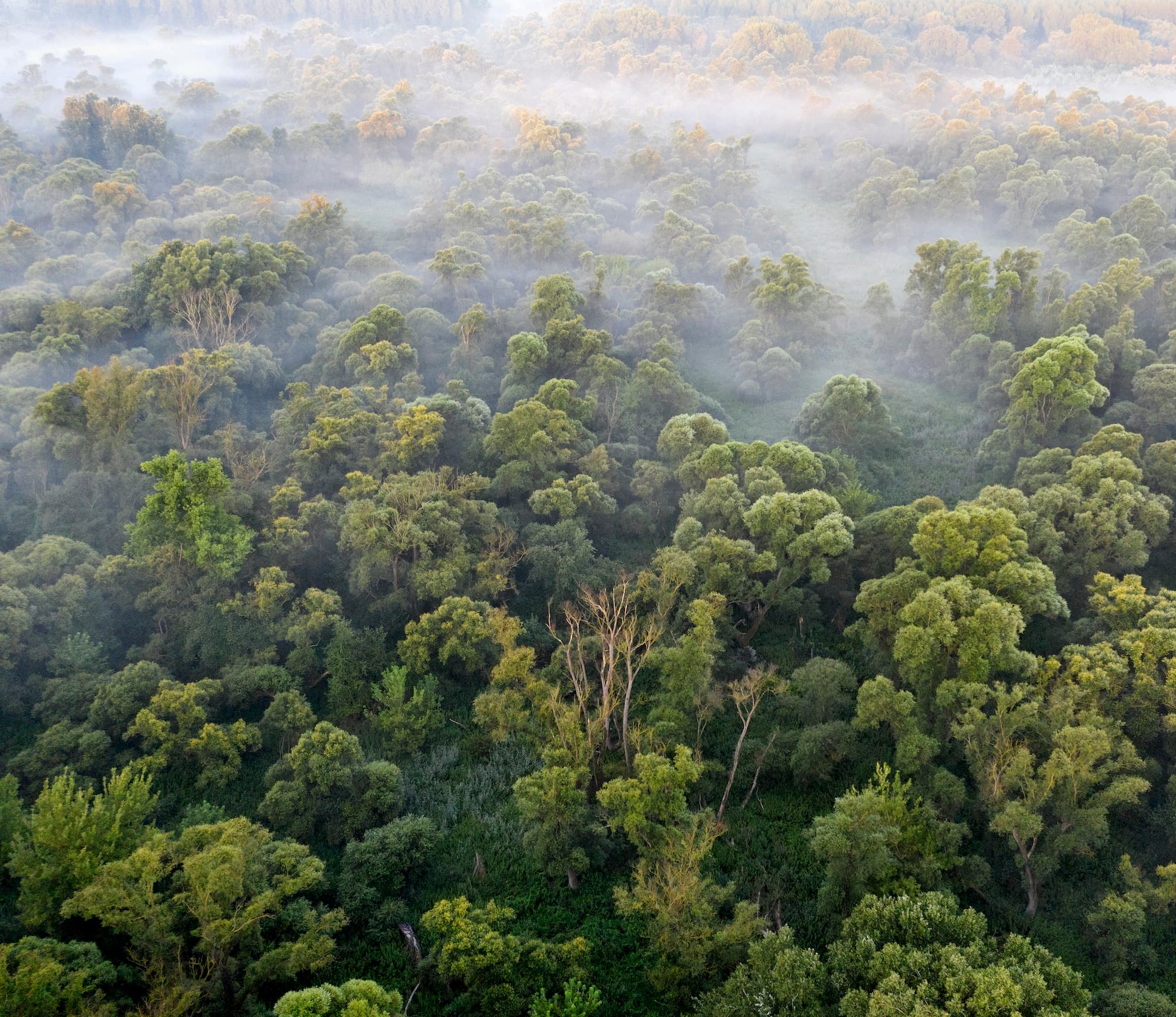 Picture of a Forest habitat