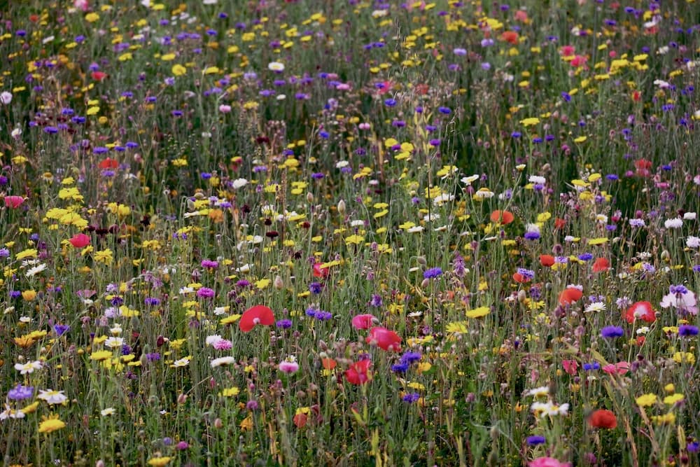 Picture of a Grassland habitat