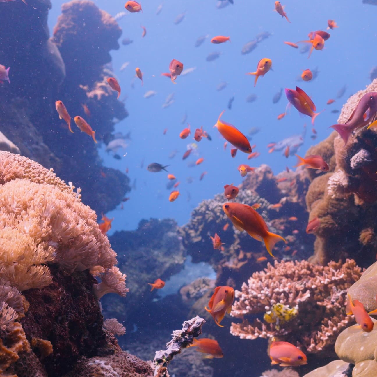 Picture of a Marine habitat