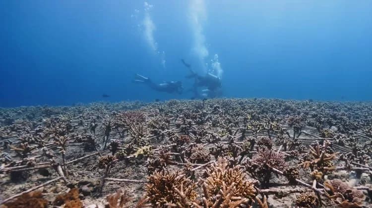 Divers above a restored coral reef in Indonesia