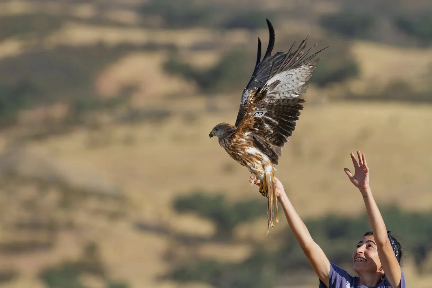 A red kite released from a biologist's hands