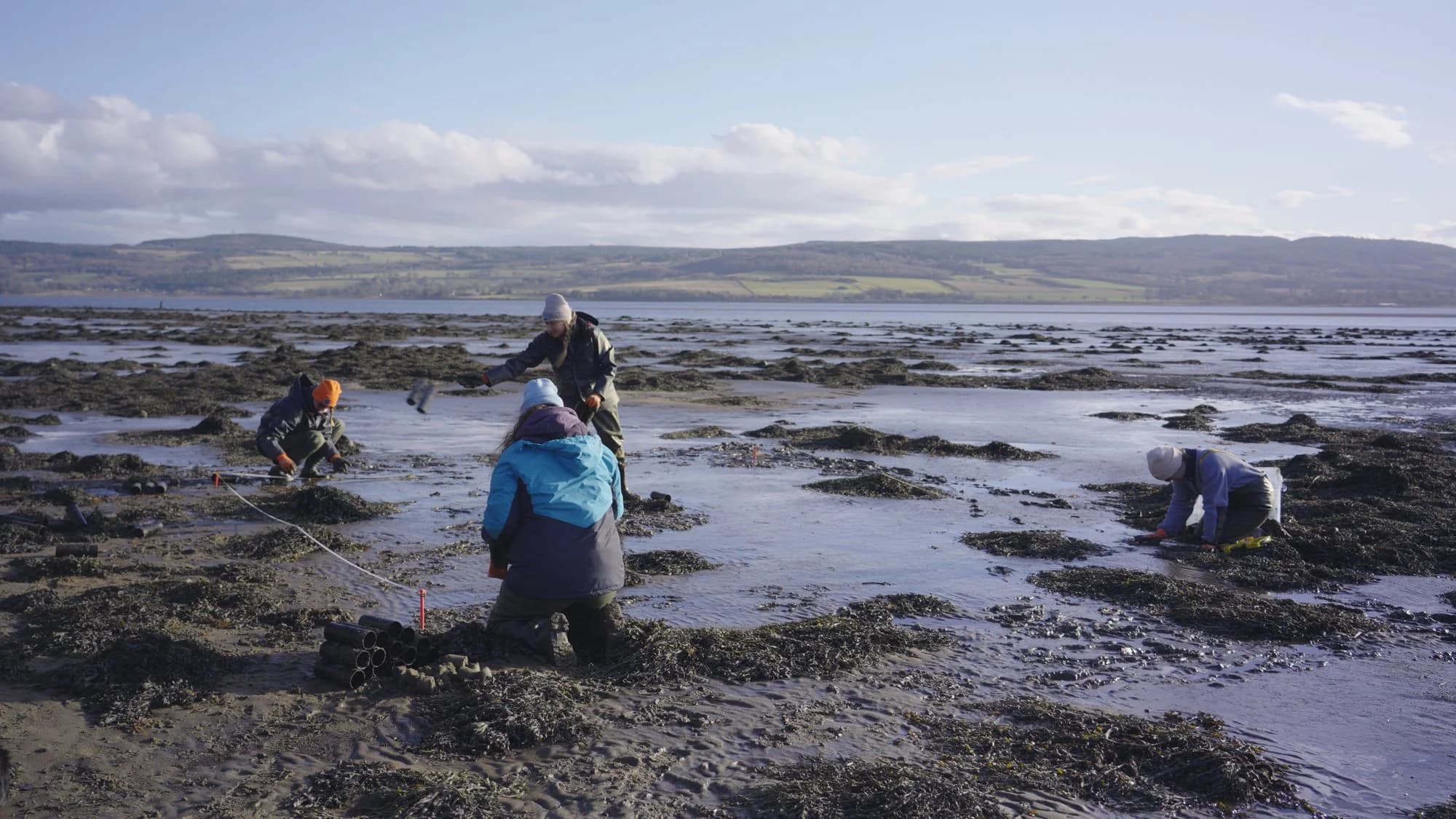 Volunteers collecting seagrass samples on the Cromarty Firth mudflats