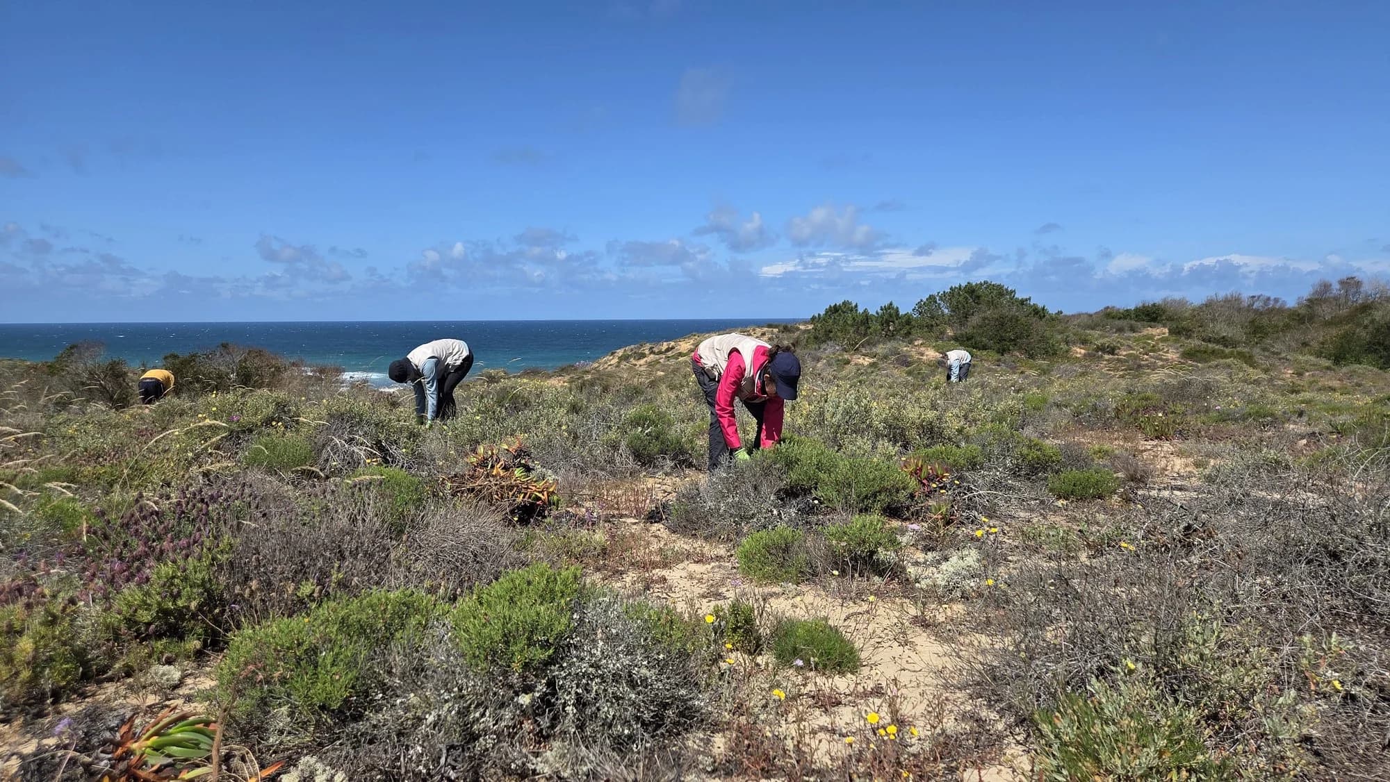 Volunteers removing invasive plants on the coastal dunes near Odemira
