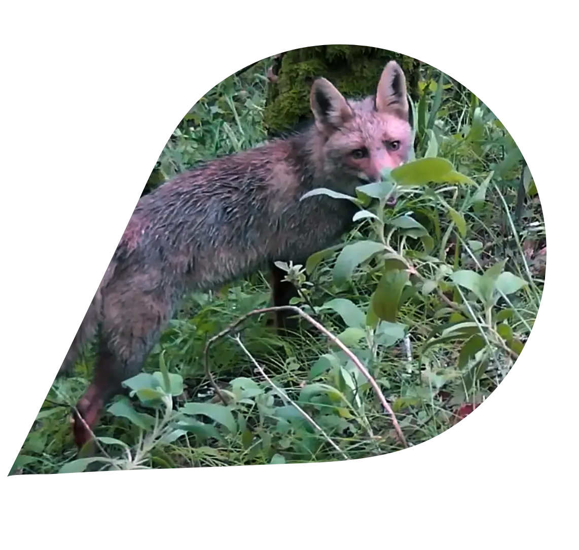 Wilder Mira