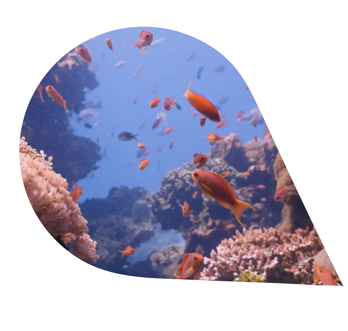 Wilder Reefs