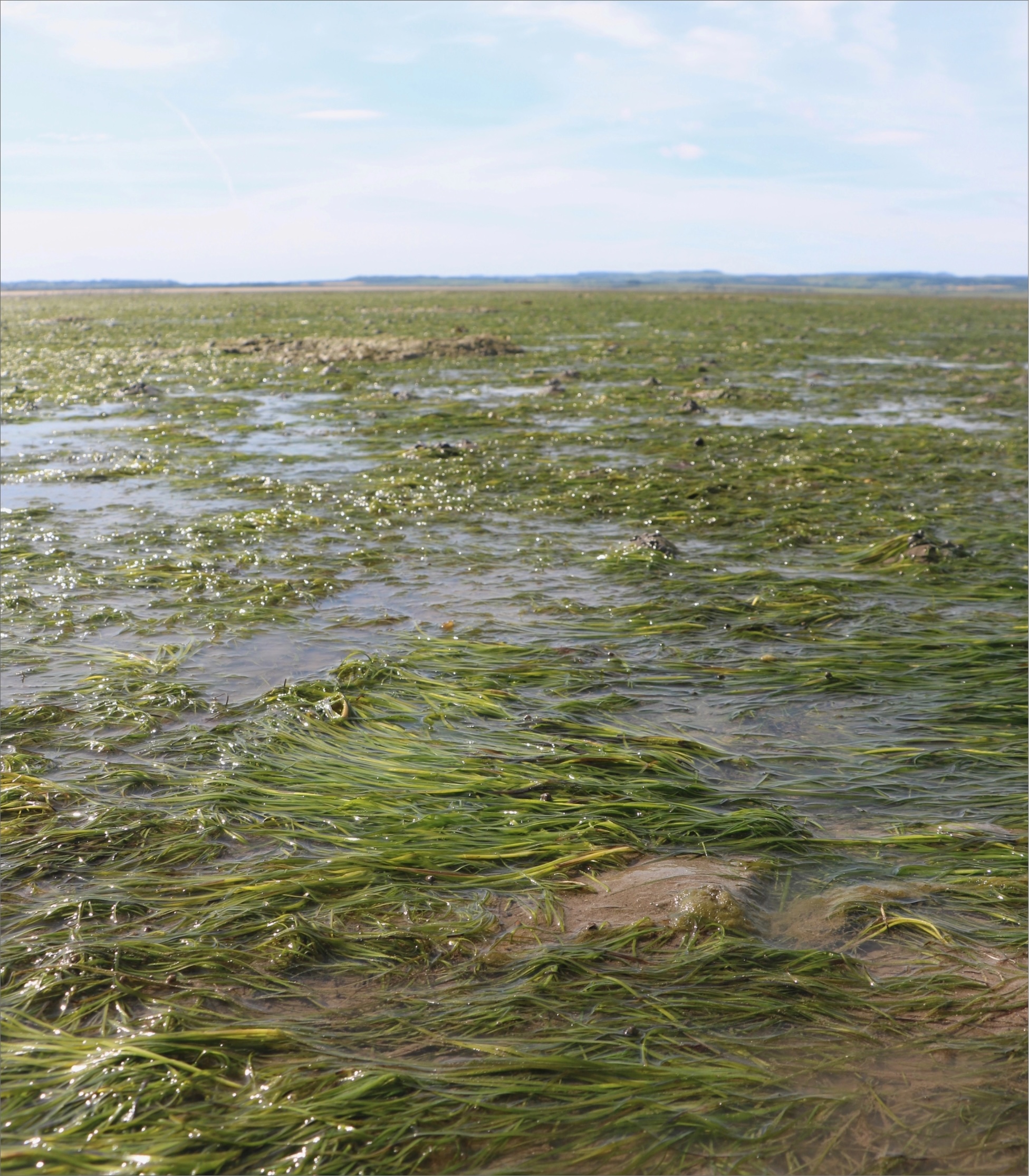 Underwater view of a seagrass meadow