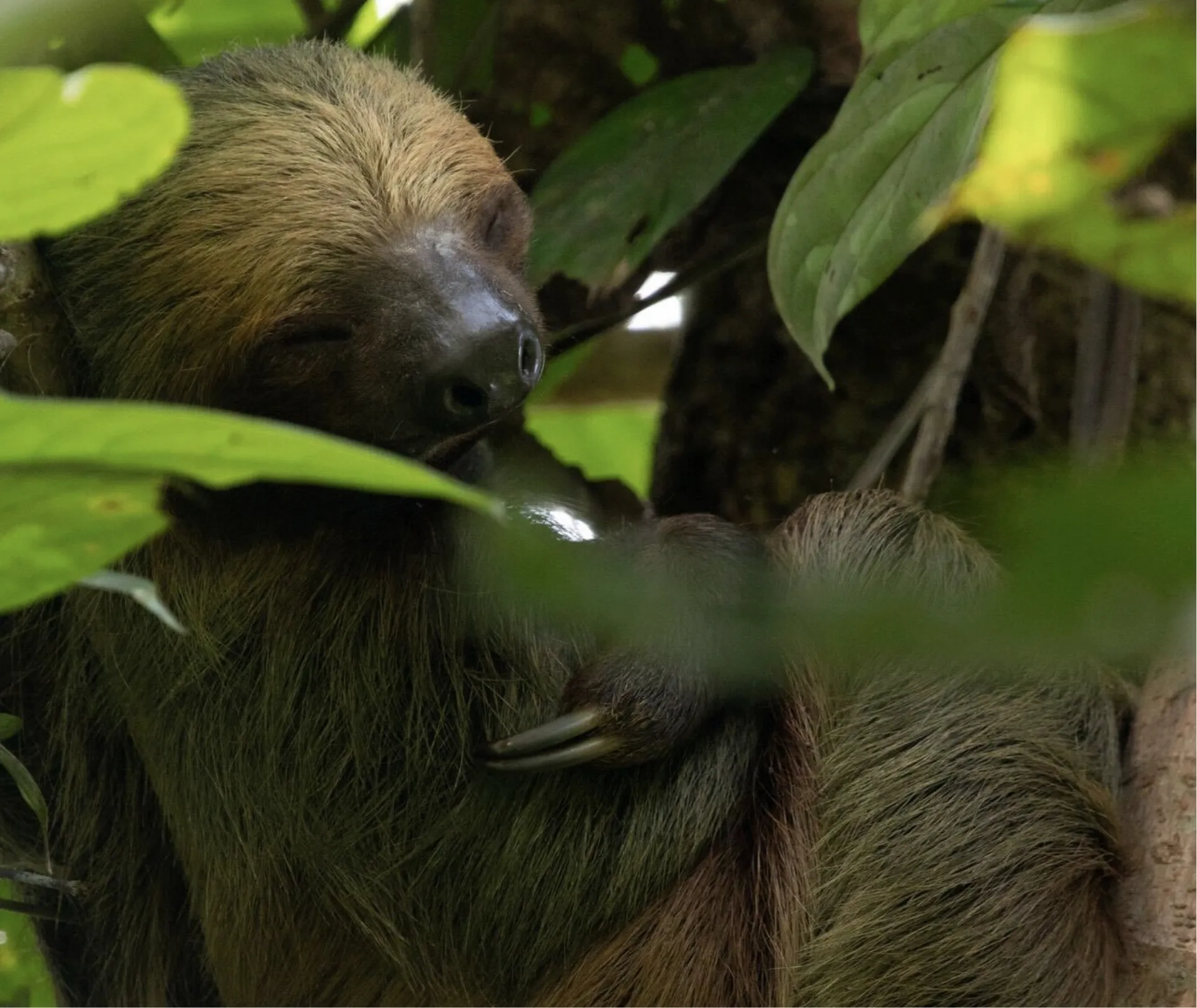 Nwf Sloth Rewilding Gifts | Membership | Mossy Earth