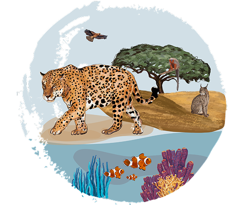 Illustration of a jaguar, lynx and kite above a coral reef with clownfish